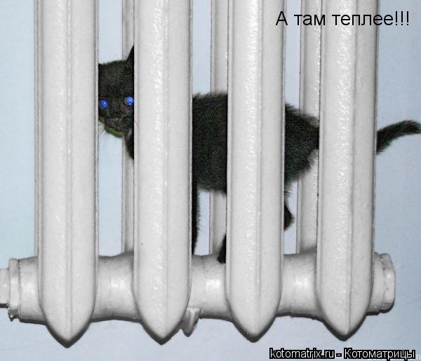 Котоматрица: А там теплее!!!