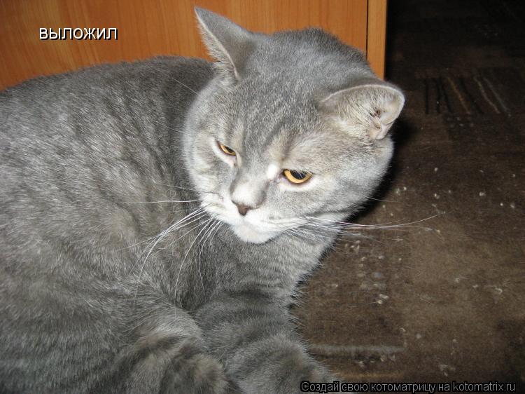 Котоматрица: выложил