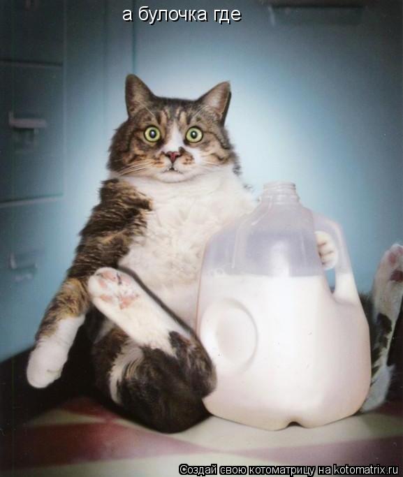 Котоматрица: а булочка где