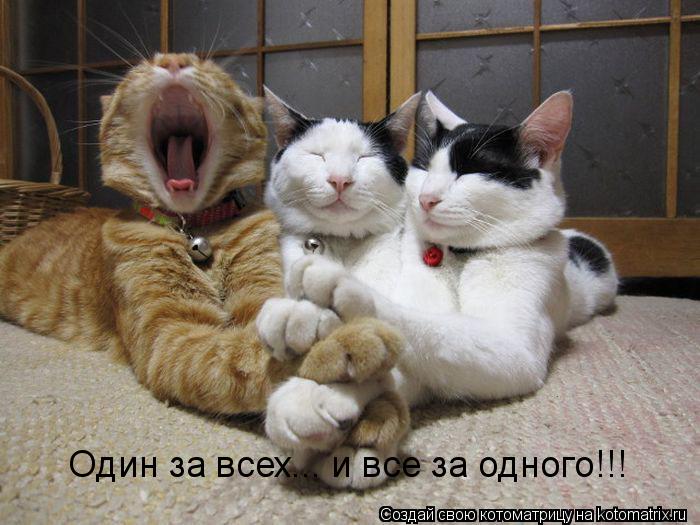 Котоматрица: Один за всех... и все за одного!!!