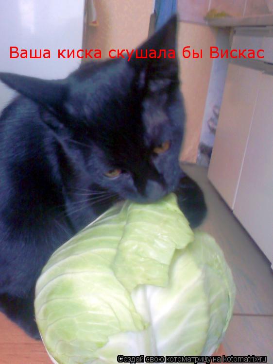 Ваша киска скушала бы Вискас... Котоматрица: Ваша киска скушала бы Вискас