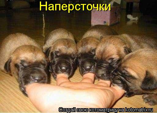 Наперсточки... Котоматрица: Наперсточки