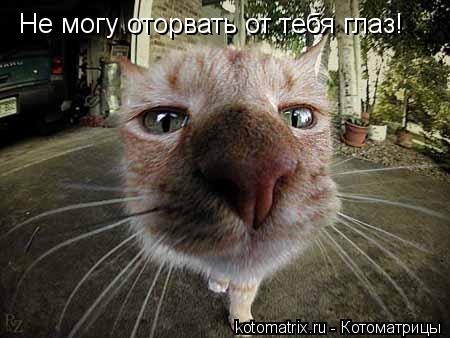 Не могу оторвать от тебя глаз!... Котоматрица: Не могу оторвать от тебя глаз!