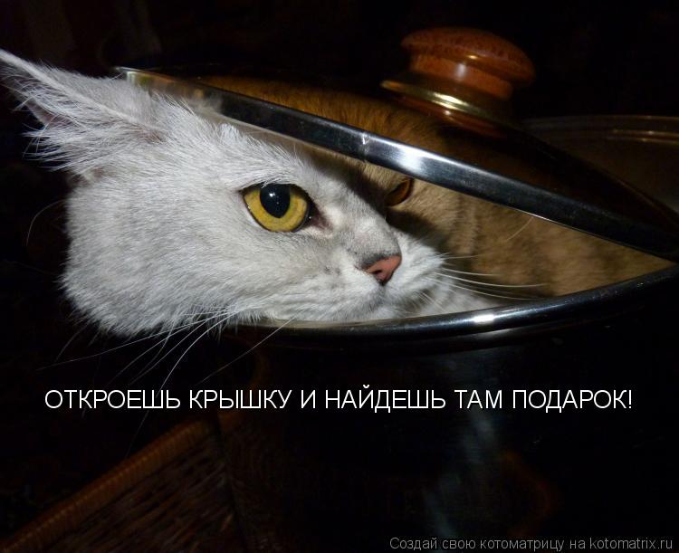 ОТКРОЕШЬ КРЫШКУ И НАЙДЕШЬ ТАМ ПОДАРОК!... Котоматрица: ОТКРОЕШЬ КРЫШКУ И НАЙДЕШЬ ТАМ ПОДАРОК!