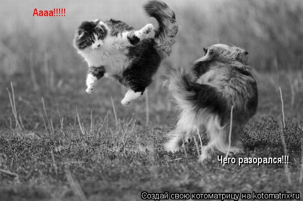 Аааа!!!!! Чего разорался!!!... Котоматрица: Аааа!!!!! Чего разорался!!!