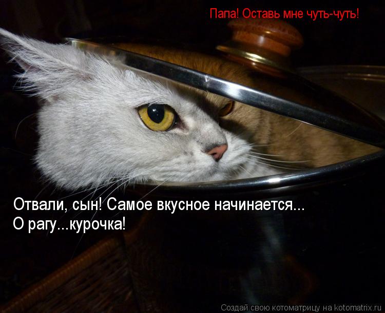 Отвали, сын! Самое вкусное начинается... Папа! Оставь мне чуть-чуть! О рагу...курочка!... Котоматрица: Отвали, сын! Самое вкусное начинается... Папа! Оставь мне чуть-чуть! О рагу...курочка!