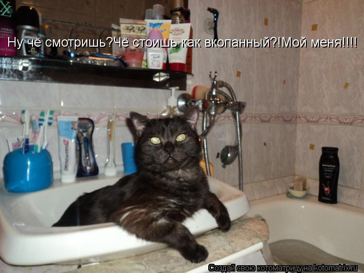 Котоматрица: Ну чё смотришь?Чё стоишь как вкопанный?!Мой меня!!!!