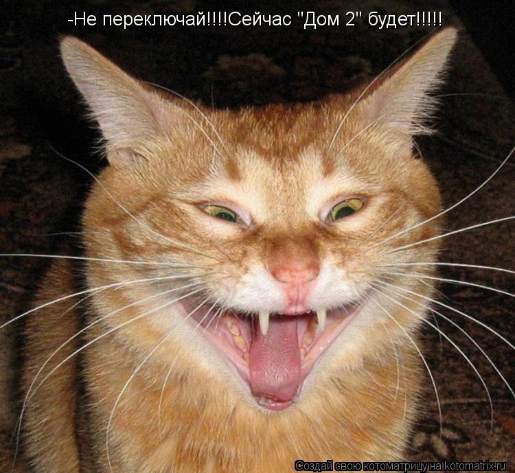 Котоматрица: -Не переключай!!!!Сейчас "Дом 2" будет!!!!!