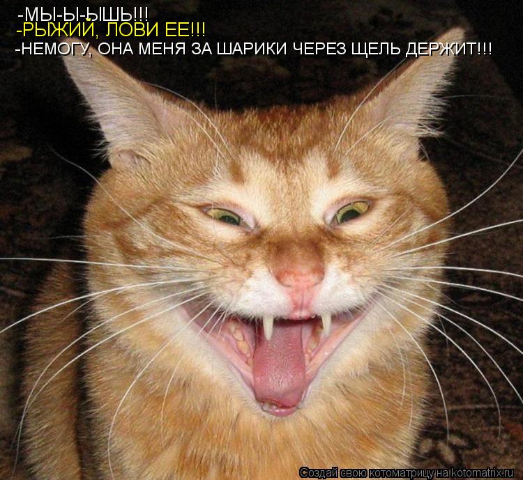-МЫ-Ы-ЫШЬ!!! -РЫЖИЙ, ЛОВИ ЕЕ!!! -НЕМОГУ, ОНА МЕНЯ ЗА ШАРИКИ ЧЕРЕЗ ЩЕЛЬ ДЕРЖИТ!!!... Котоматрица: -МЫ-Ы-ЫШЬ!!! -РЫЖИЙ, ЛОВИ ЕЕ!!! -НЕМОГУ, ОНА МЕНЯ ЗА ШАРИКИ ЧЕРЕЗ ЩЕЛЬ ДЕРЖИТ!!!