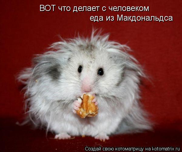 ВОТ что делает с человеком еда из Макдональдса... Котоматрица: ВОТ что делает с человеком еда из Макдональдса