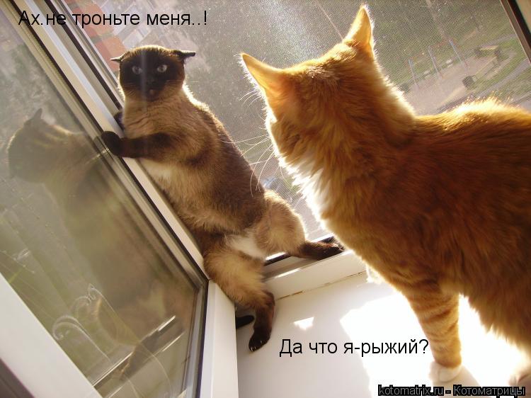 Ах.не троньте меня..! Да что я-рыжий?... Котоматрица: Ах.не троньте меня..! Да что я-рыжий?