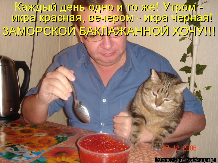 Каждый день одно и то же! Утром - икра красная, вечером - икра черная! ЗАМОРСКОЙ БАКЛАЖАННОЙ ХОЧУ!!!... Котоматрица: Каждый день одно и то же! Утром - икра красная, вечером - икра черная! ЗАМОРСКОЙ БАКЛАЖАННОЙ ХОЧУ!!!