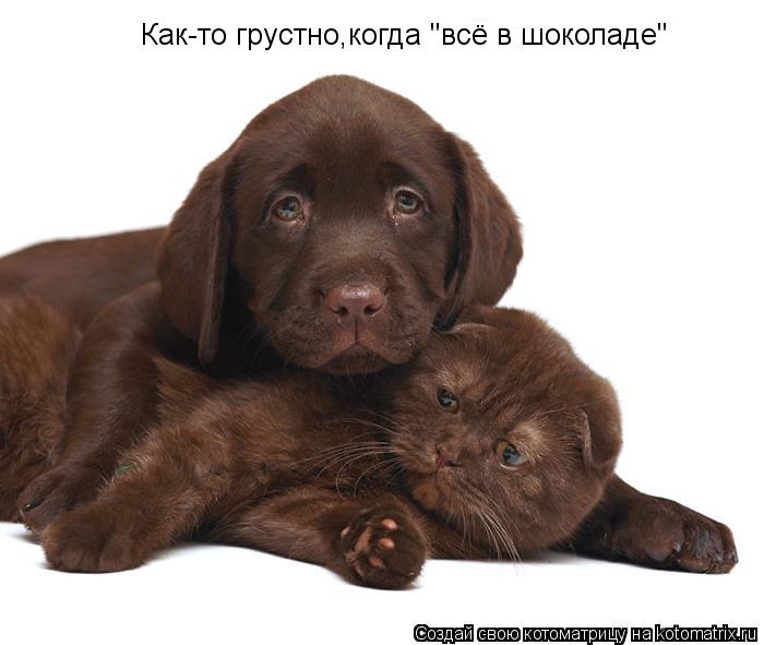 Как-то грустно,когда "всё в шоколаде"... Котоматрица: Как-то грустно,когда "всё в шоколаде"