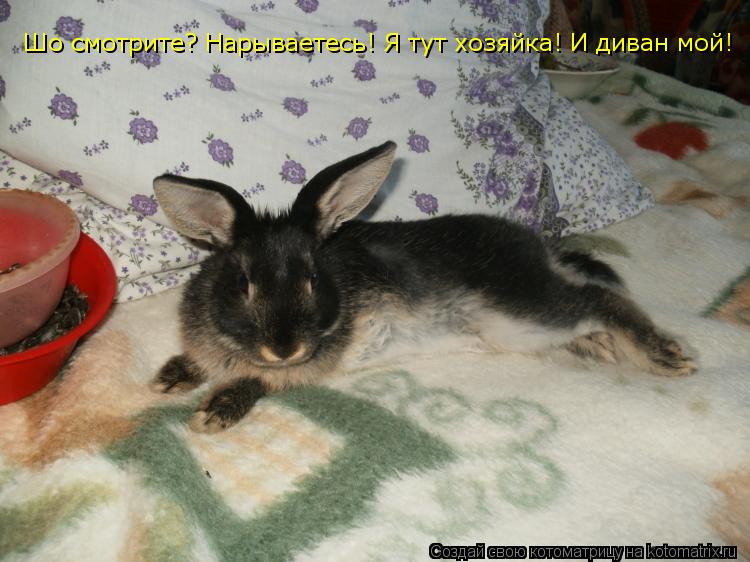 Шо смотрите? Нарываетесь! Я тут хозяйка! И диван мой!... Котоматрица: Шо смотрите? Нарываетесь! Я тут хозяйка! И диван мой!