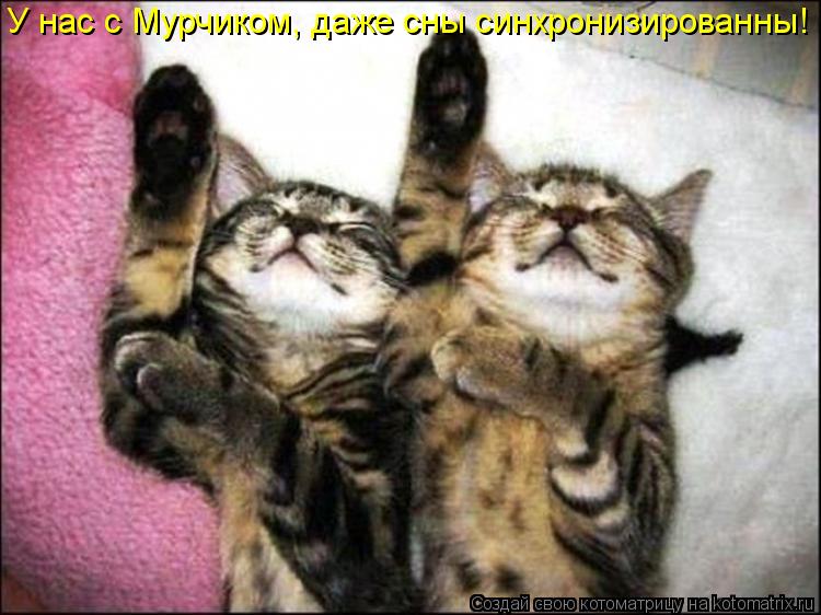 У нас с Мурчиком, даже сны синхронизированны!... Котоматрица: У нас с Мурчиком, даже сны синхронизированны!