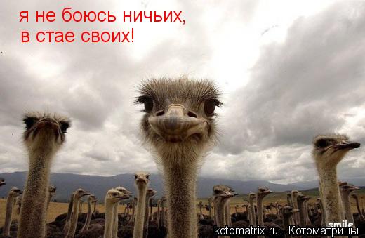 я не боюсь ничьих, в стае своих!... Котоматрица: я не боюсь ничьих, в стае своих!