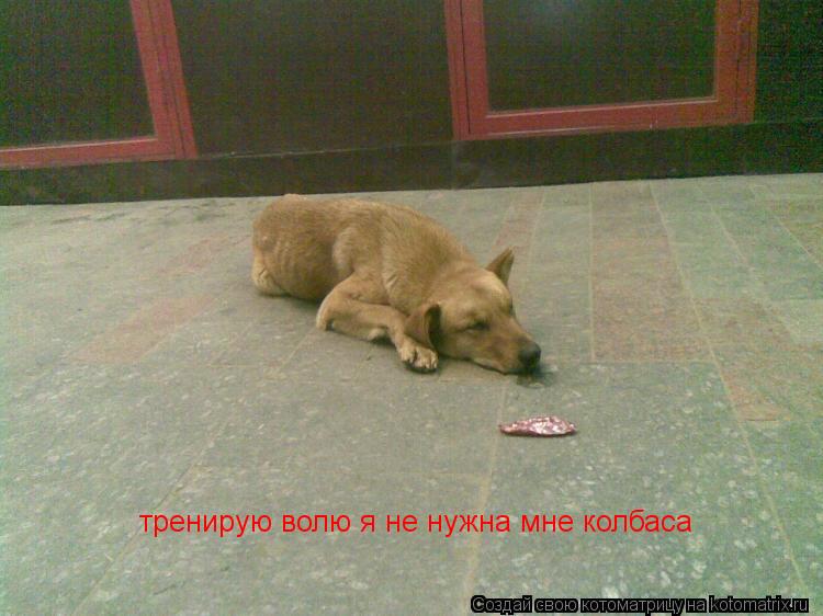 тренирую волю я не нужна мне колбаса... Котоматрица: тренирую волю я не нужна мне колбаса