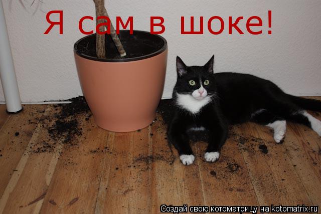 Я сам в шоке!... Котоматрица: Я сам в шоке!