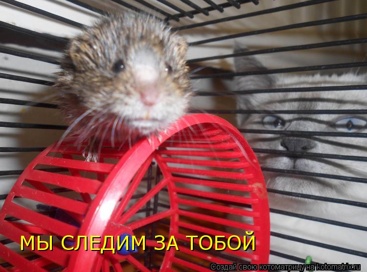 МЫ СЛЕДИМ ЗА ТОБОЙ МЫ СЛЕДИМ ЗА ТОБОЙ МЫ СЛЕДИМ ЗА ТОБОЙ... Котоматрица: МЫ СЛЕДИМ ЗА ТОБОЙ МЫ СЛЕДИМ ЗА ТОБОЙ МЫ СЛЕДИМ ЗА ТОБОЙ