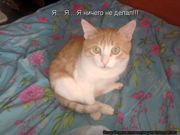 Я... Я... Я ничего не делал!!!... Котоматрица: Я... Я... Я ничего не делал!!!