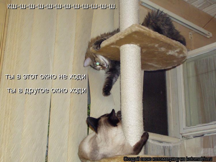 кш-ш-ш-ш-ш-ш-ш-ш-ш-ш-ш-ш. ты в этот окно не ходи ты в другое окно ходи... Котоматрица: кш-ш-ш-ш-ш-ш-ш-ш-ш-ш-ш-ш. ты в этот окно не ходи ты в другое окно ходи