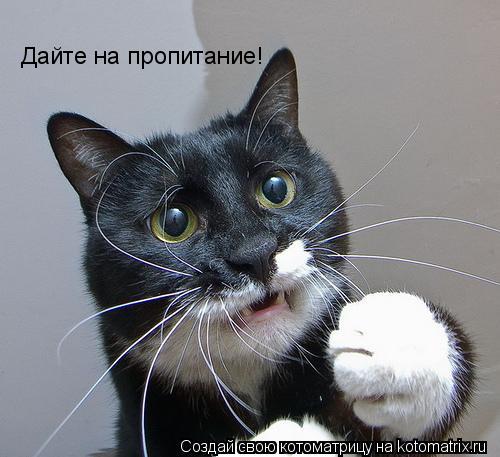 Дайте на пропитание!... Котоматрица: Дайте на пропитание!