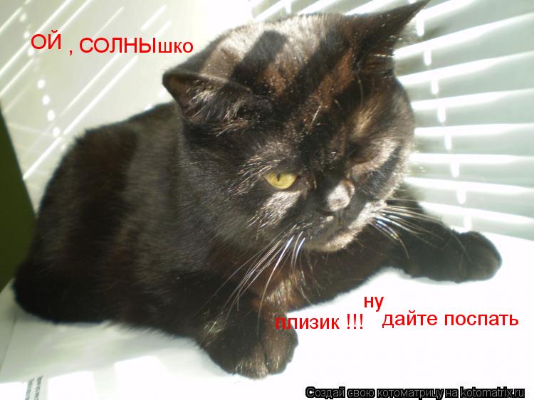 ОЙ , СОЛНЫшко дайте поспать плизик !!! ну... Котоматрица: ОЙ , СОЛНЫшко дайте поспать плизик !!! ну