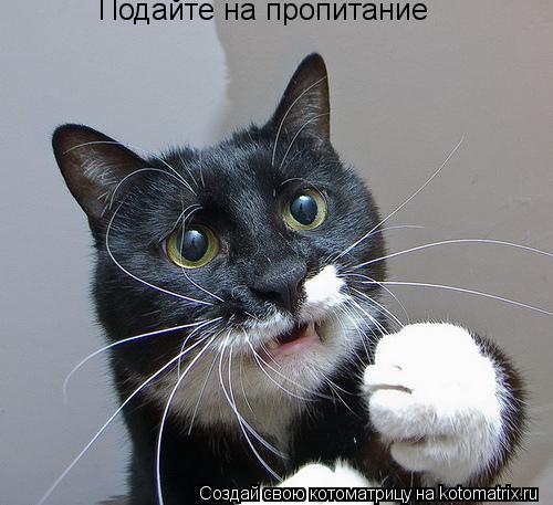 Подайте на пропитание... Котоматрица: Подайте на пропитание