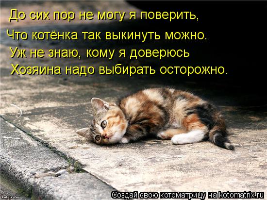 До сих пор не могу я поверить, Что котёнка так выкинуть можно. Уж не знаю, кому я доверюсь Хозяина на... Котоматрица: До сих пор не могу я поверить, Что котёнка так выкинуть можно. Уж не знаю, кому я доверюсь Хозяина надо выбирать осторожно.
