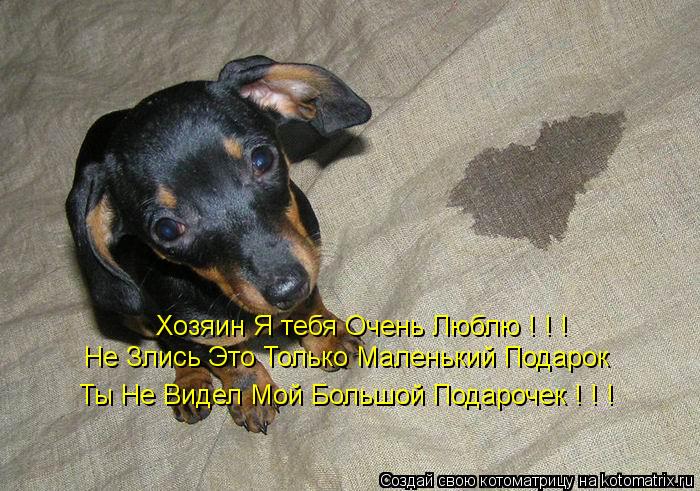 Хозяин Я тебя Очень Люблю ! ! ! Не Злись Это Только Маленький Подарок Ты Не Видел Мой Большой Подароч... Котоматрица: Хозяин Я тебя Очень Люблю ! ! ! Не Злись Это Только Маленький Подарок Ты Не Видел Мой Большой Подарочек ! ! !