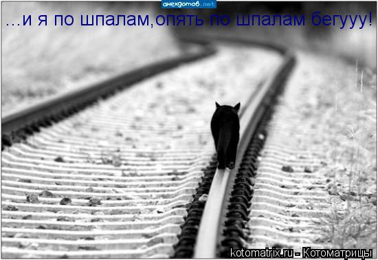 ...и я по шпалам,опять по шпалам бегууу!... Котоматрица: ...и я по шпалам,опять по шпалам бегууу!
