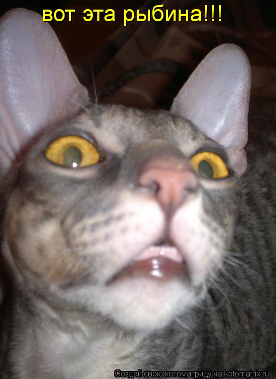 вот эта рыбина!!!... Котоматрица: вот эта рыбина!!!