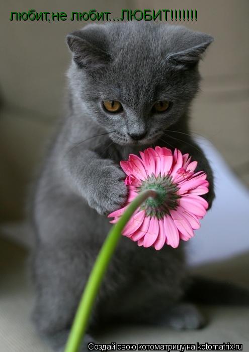 любит,не любит...ЛЮБИТ!!!!!!!... Котоматрица: любит,не любит...ЛЮБИТ!!!!!!!