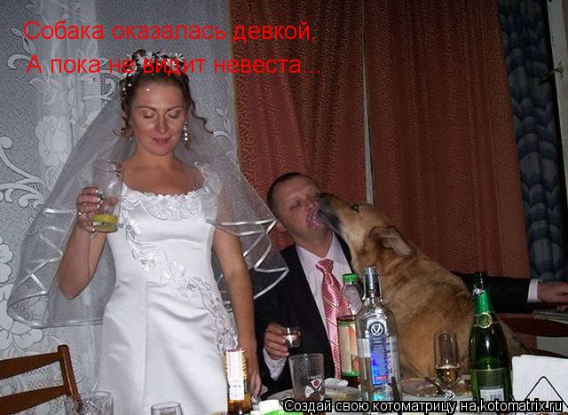 Собака оказалась девкой, А пока не видит невеста...... Котоматрица: Собака оказалась девкой, А пока не видит невеста...