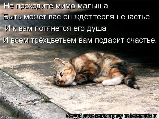 Не проходите мимо малыша. И к вам потянется его душа И всем трёхцветьем вам подарит счастье. Быть мож... Котоматрица: Не проходите мимо малыша. И к вам потянется его душа И всем трёхцветьем вам подарит счастье. Быть может вас он ждёт,терпя ненастье.