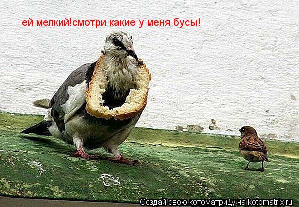 ей мелкий!смотри какие у меня бусы!... Котоматрица: ей мелкий!смотри какие у меня бусы!
