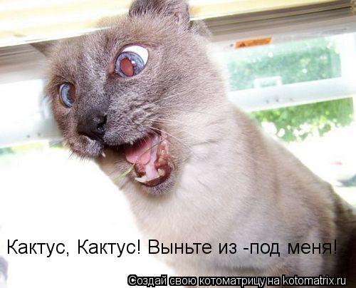 Кактус, Кактус! Выньте из -под меня!... Котоматрица: Кактус, Кактус! Выньте из -под меня!