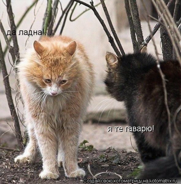 да ладна!... я те гаварю!... Котоматрица: да ладна!... я те гаварю!