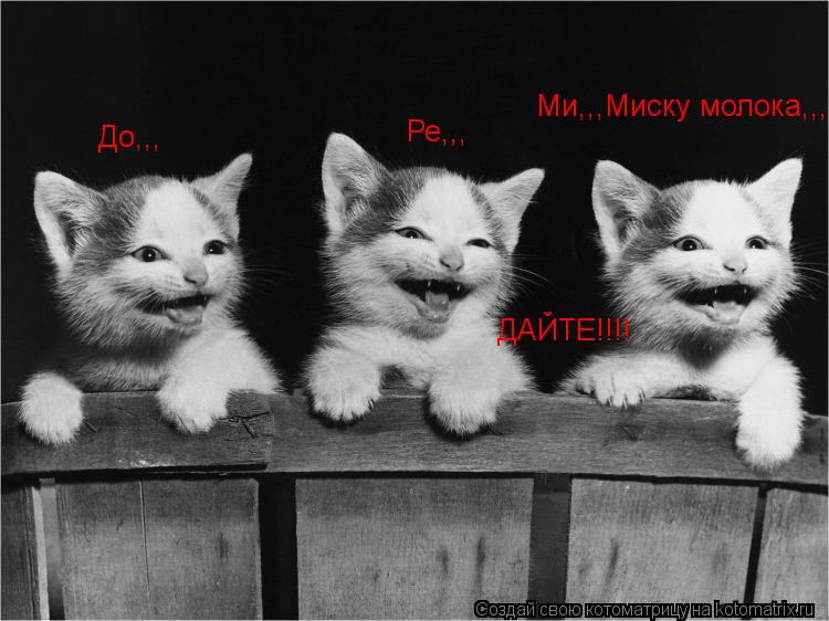 До,,, Ре,,, Ми,,,Миску молока,,,,, ДАЙТЕ!!!!... Котоматрица: До,,, Ре,,, Ми,,,Миску молока,,,,, ДАЙТЕ!!!!