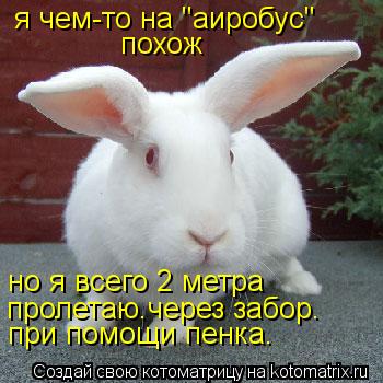 я чем-то на "аиробус" похож но я всего 2 метра пролетаю.через забор. при помощи пенка.... Котоматрица: я чем-то на "аиробус" похож но я всего 2 метра пролетаю.через забор. при помощи пенка.