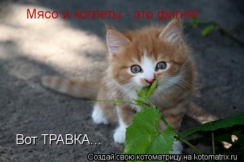 Мясо и котлеты - это фигня! Вот ТРАВКА...... Котоматрица: Мясо и котлеты - это фигня! Вот ТРАВКА...