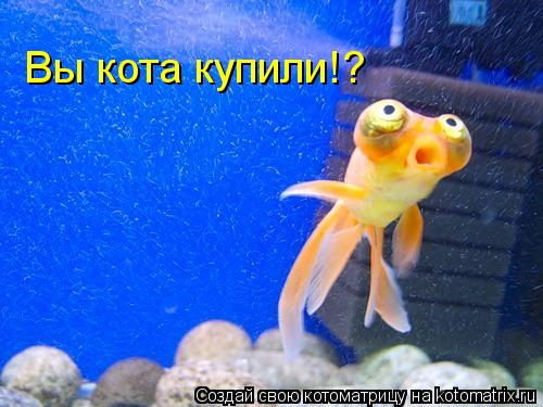 Вы кота купили!?... Котоматрица: Вы кота купили!?
