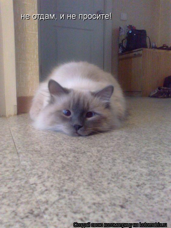 не отдам, и не просите!... Котоматрица: не отдам, и не просите!