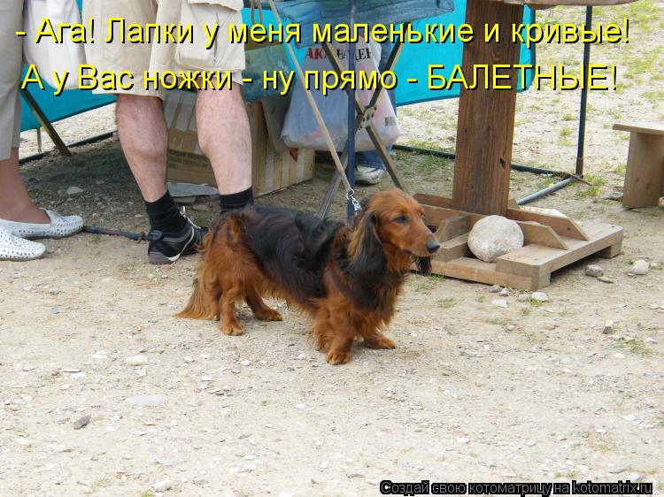 - Ага! Лапки у меня маленькие и кривые! А у Вас ножки - ну прямо - БАЛЕТНЫЕ!... Котоматрица: - Ага! Лапки у меня маленькие и кривые! А у Вас ножки - ну прямо - БАЛЕТНЫЕ!