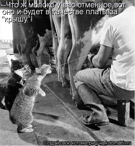 --Что ж,молоко у вас отменное,вот оно и будет в качестве платы за "крышу"!... Котоматрица: --Что ж,молоко у вас отменное,вот оно и будет в качестве платы за "крышу"!