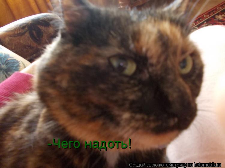 -Чего надоть!... Котоматрица: -Чего надоть!