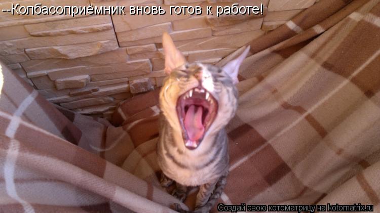 --Колбасоприёмник вновь готов к работе!... Котоматрица: --Колбасоприёмник вновь готов к работе!