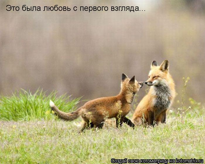 Это была любовь с первого взгляда...... Котоматрица: Это была любовь с первого взгляда...