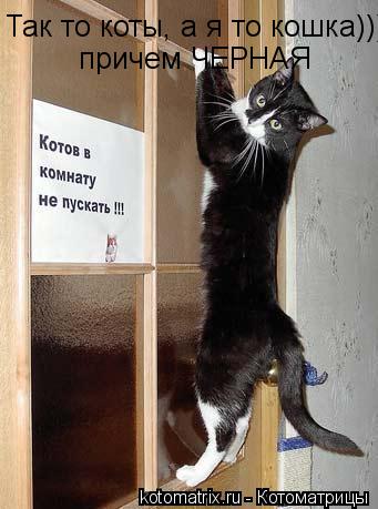 Котоматрица: Так то коты, а я то кошка))) причем ЧЕРНАЯ
