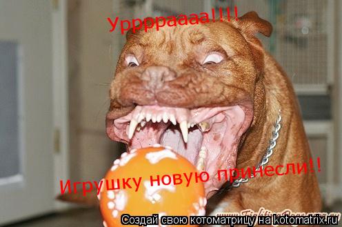 Урррраааа!!!! Игрушку новую принесли!!... Котоматрица: Урррраааа!!!! Игрушку новую принесли!!